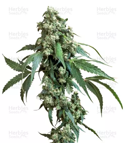 Jack Flash #5 Seeds — product photo