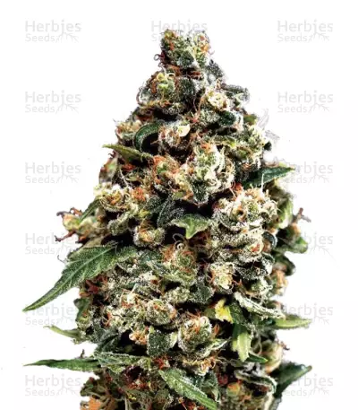 Jack Herer Auto