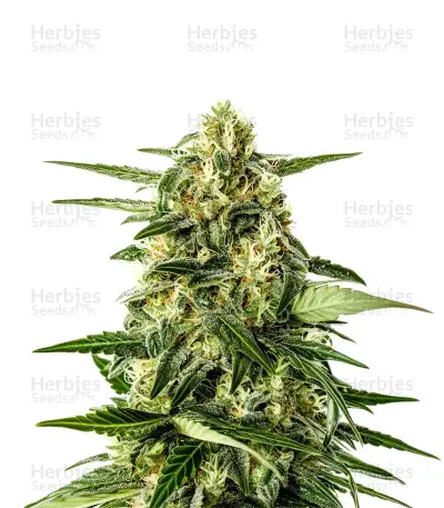 Jack Herer Auto, product photo