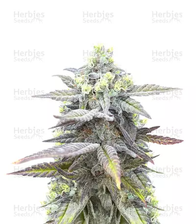 Jack Herer Fast Version (Herbies Seeds) — product photo