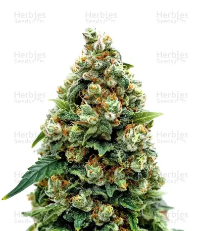 Jack Herer, product photo