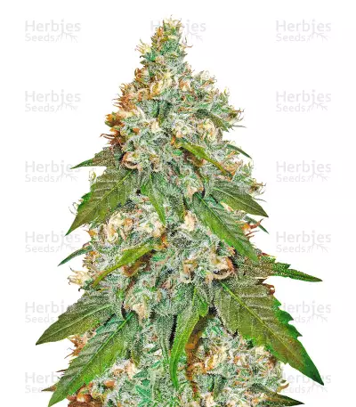 Jack Herer