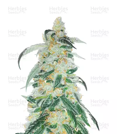 RudeBoi OG F1 Seeds (Seedkeepers) — product photo