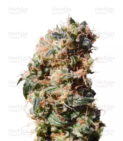 Kaboom Seeds — product photo