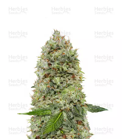 Kalashnikova Seeds — product photo