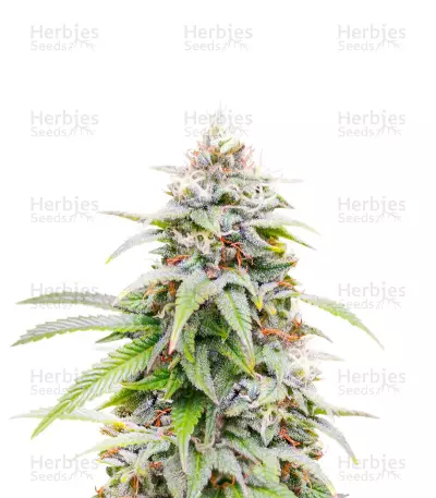 Kalimist (Herbies Seeds) — product photo