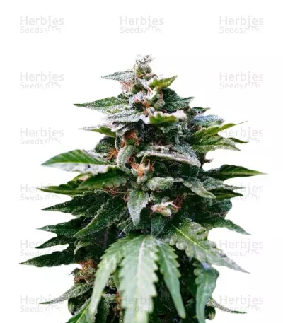 Karibbean Mango Seeds — product photo