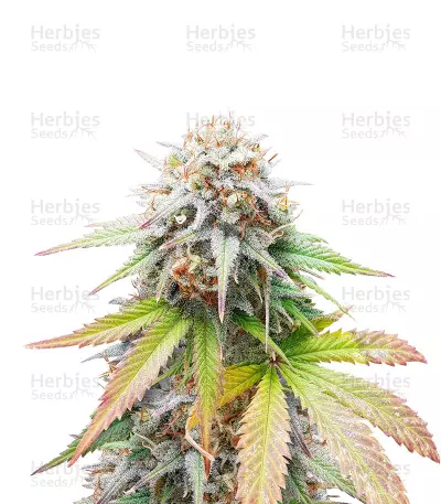 Keep Frosted Guava Seeds (Seedkeepers) — product photo