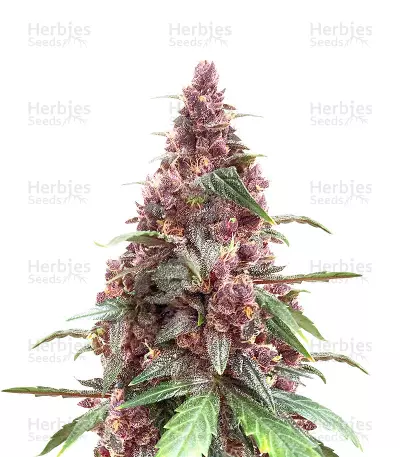 Keepers OG Seeds (Seedkeepers) — product photo