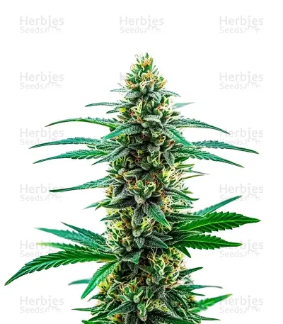 Khalifa Kush
