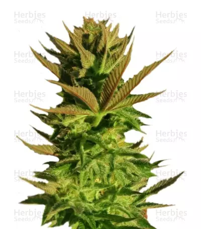 Kickass Auto feminized seeds — product photo