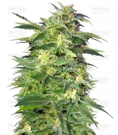 Killer Kush Auto Seeds — product photo