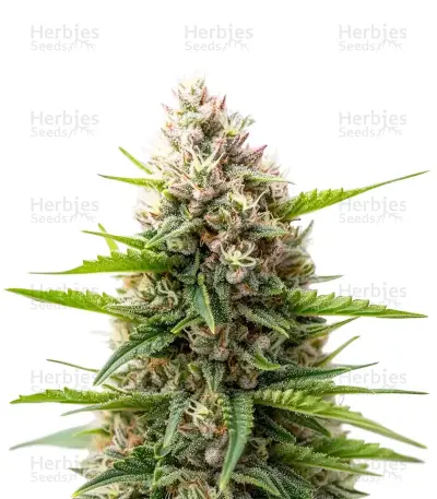 King's Juice Seeds — product photo