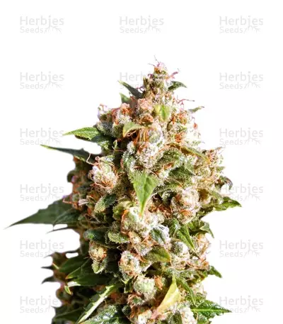 Kiss Seeds — product photo