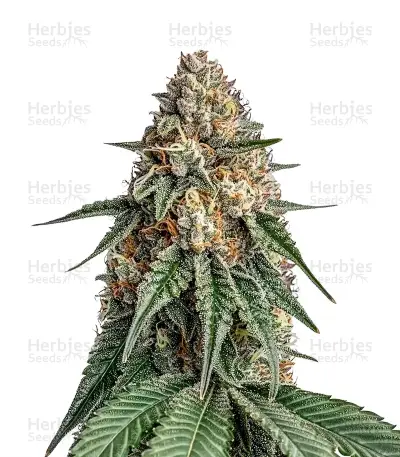 Kong's Krush Seeds — product photo