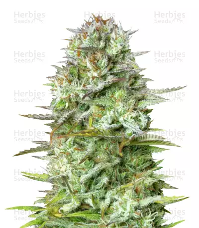 Kosher Cake Auto Seeds — product photo