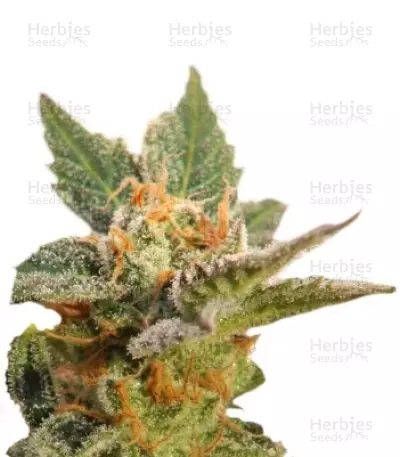 Kritic Auto Seeds — product photo