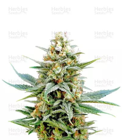 Kritikal-K Seeds — product photo
