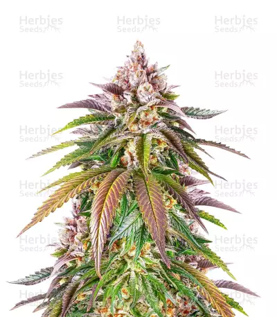Kush Mintz Seeds (Barney’s Farm) — product photo