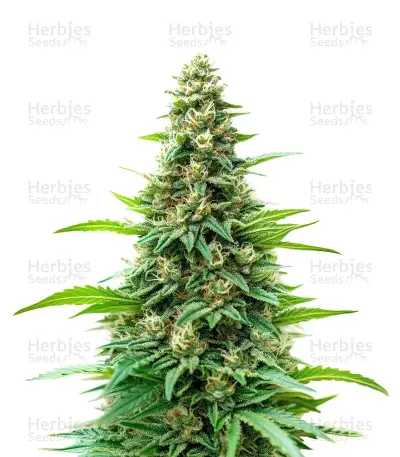 Kyle’s Skywalker OG