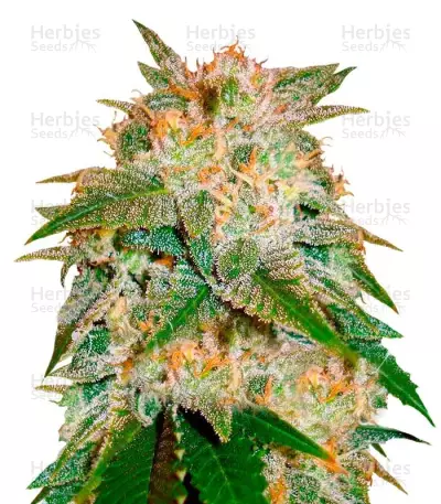 La Bella Afrodita Seeds — product photo