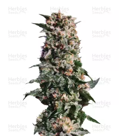La Blanca Seeds — product photo