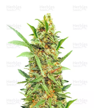 Dozy Cake Seeds (AlphaFem Seeds) — product photo