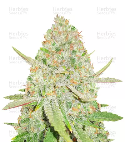 Lemon Shining Silver Haze Seeds — product photo