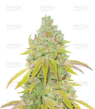 Lemon Tree Seeds (Barney's Farm) — product photo