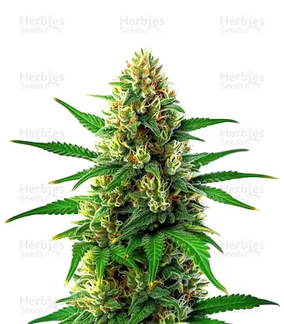 Lemon Tree x Original Z