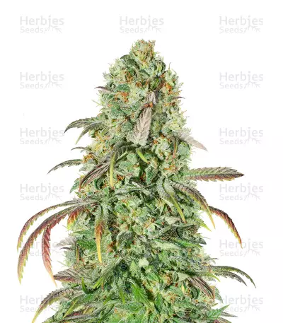 Liberty Haze Seeds — product photo