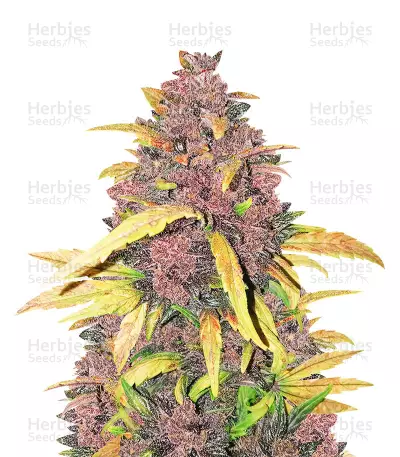 LSD-25 Auto Seeds — product photo