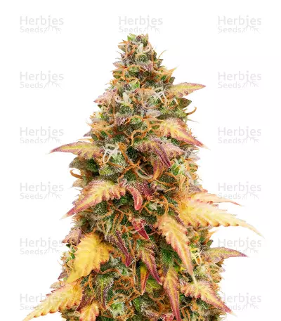 LSD Autoflower Auto