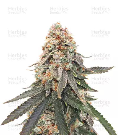 LSD (Herbies Seeds) — product photo