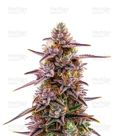 Mandarin Cookies