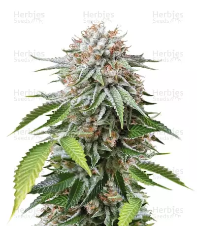 Mango Sapphire Seeds — product photo