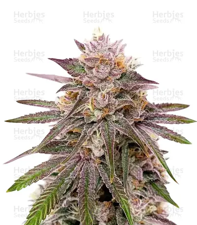 Master Yoda Auto Seeds — product photo