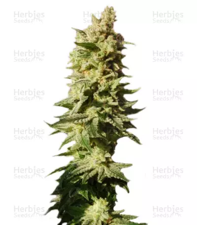Mataro Blue Seeds — product photo