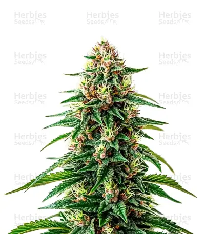 Maui Waui