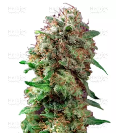 Mazar Seeds — product photo