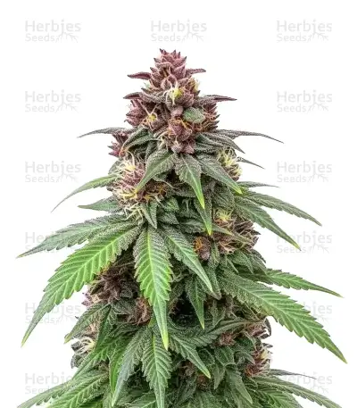 Mendo Breath Seeds — product photo