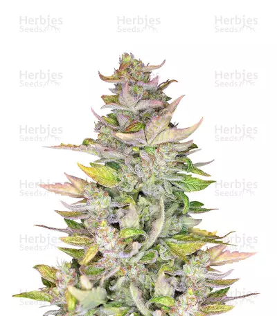 Mexican Sativa Seeds — product photo