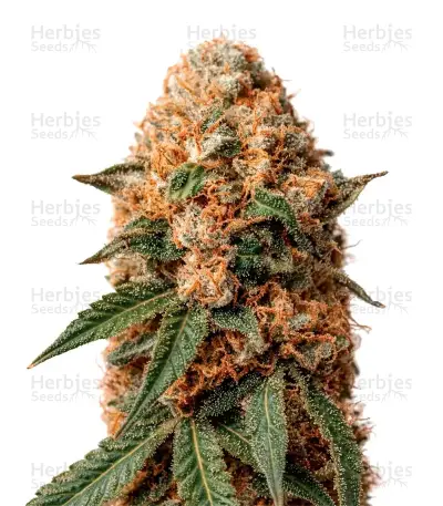 Milky Dreams Seeds — product photo