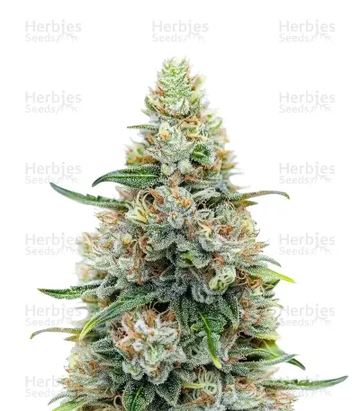 Mimosa Punch Auto Seeds — product photo