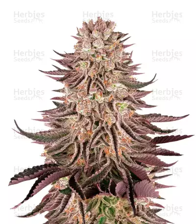 Mimosa x Orange Punch, product photo