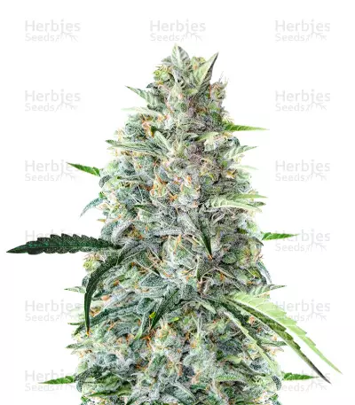 MK Ultra (Herbies Seeds) — product photo