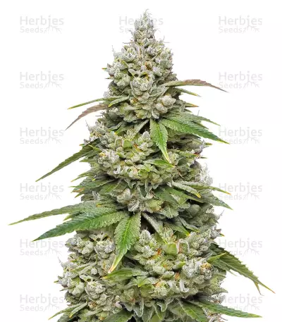 Mokum's Tulip Seeds — product photo