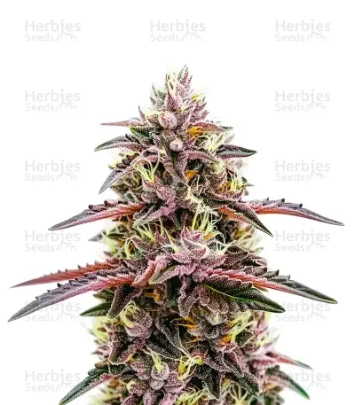 Moonshine Cookies Auto