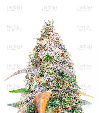 Neville's Haze (Herbies Seeds) — product photo