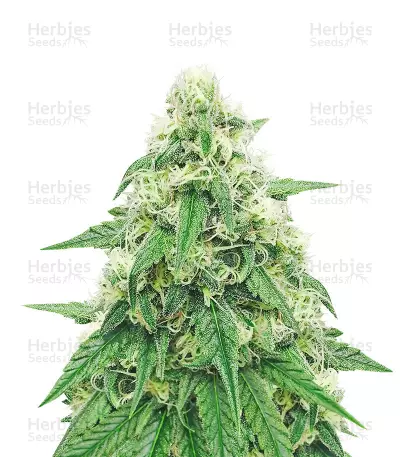 Neville's Haze